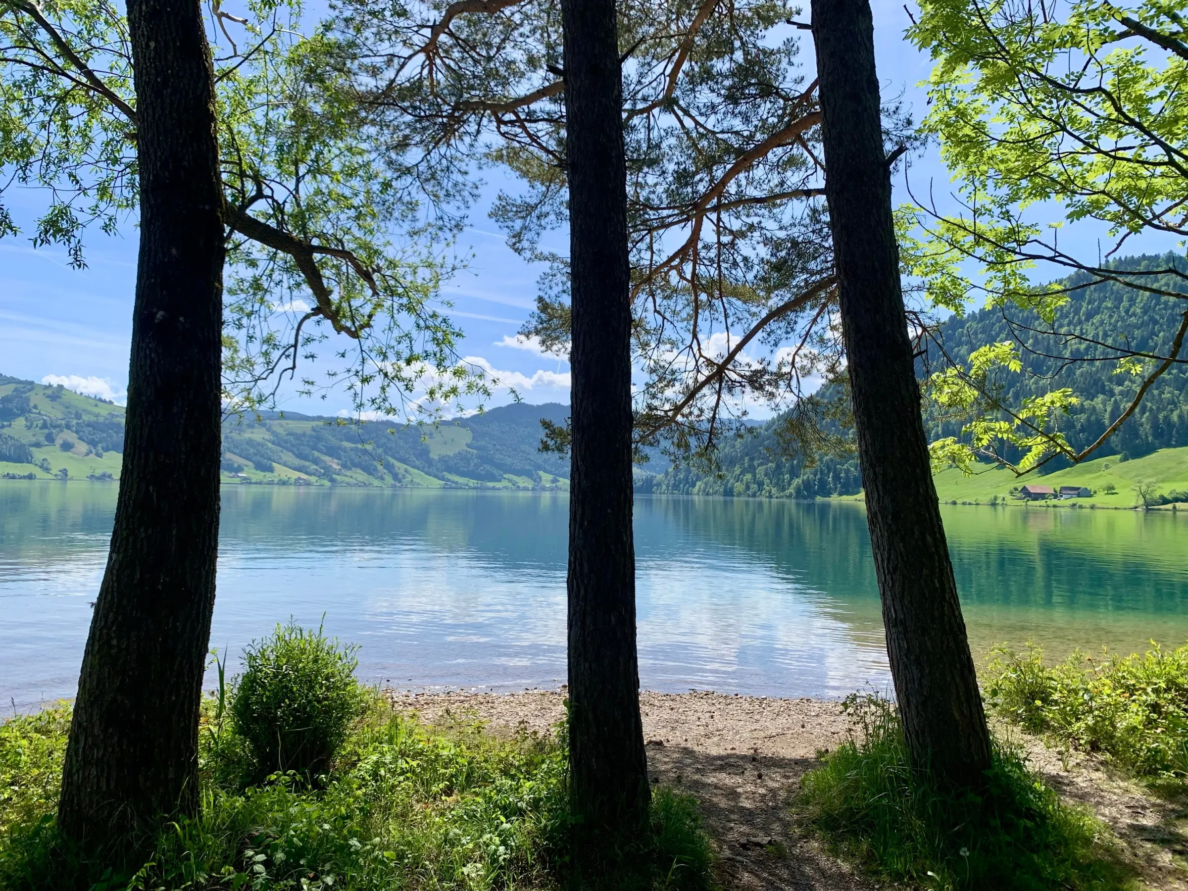 Der Ägerisee zwischen den Bäumen bei Camping Unterägeri